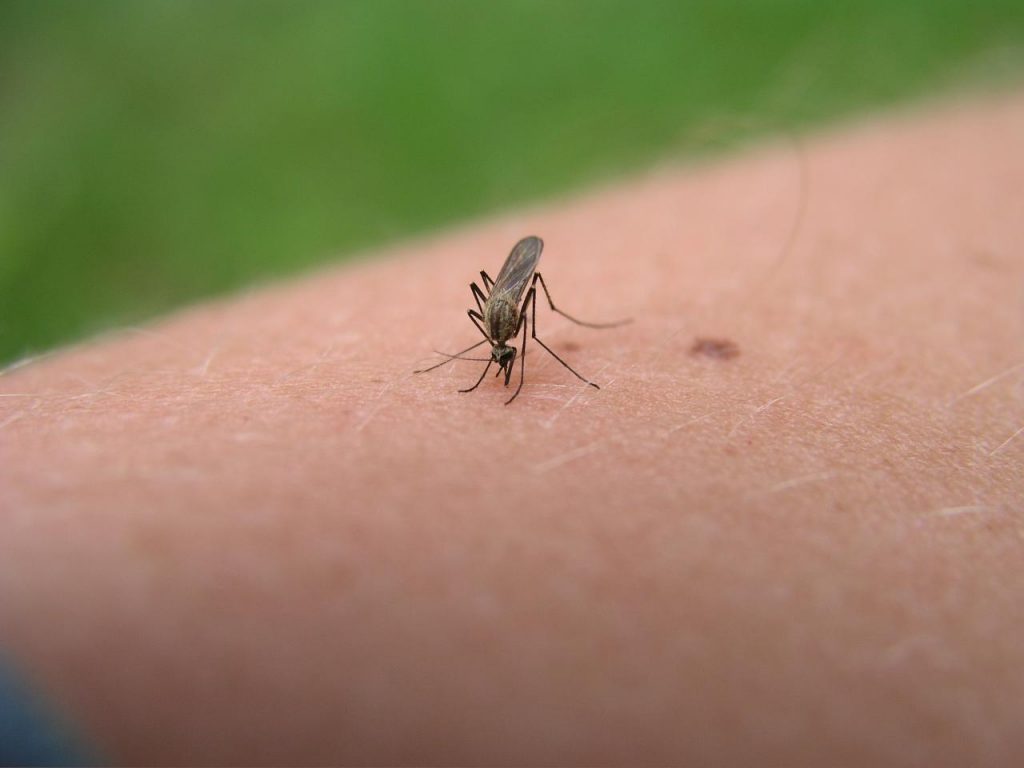 coronavirus australia update news mosquito bits